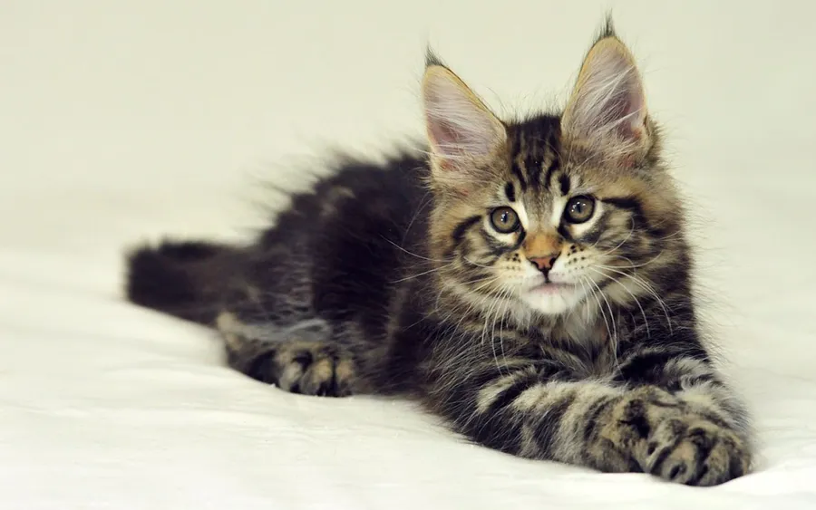 Maine Coon cat available for adoption