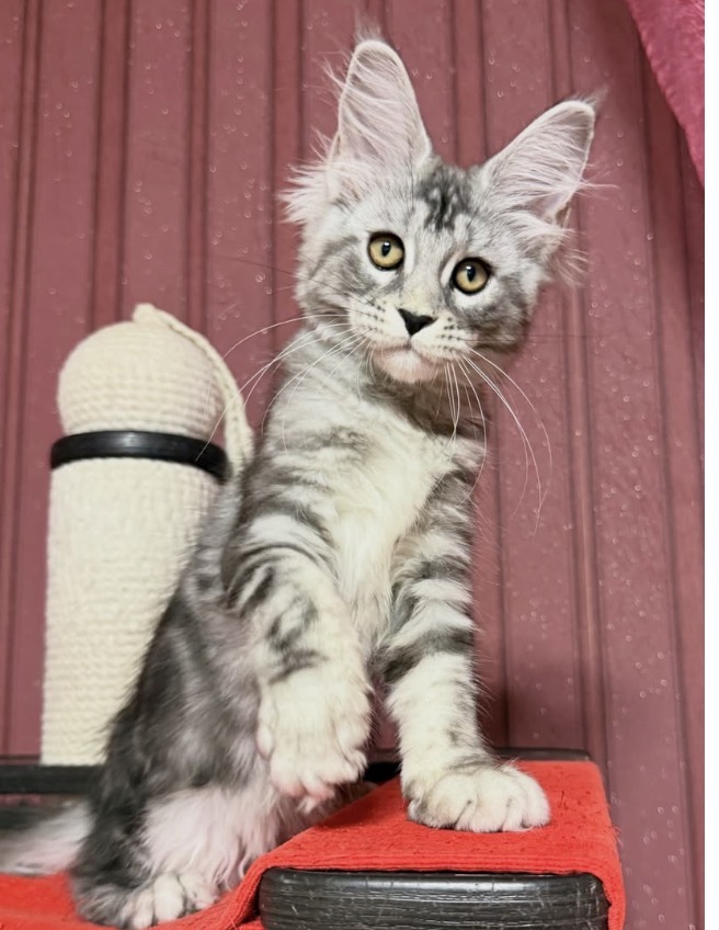 Meet Tina – Beautiful Gentle Giant Maine Coon