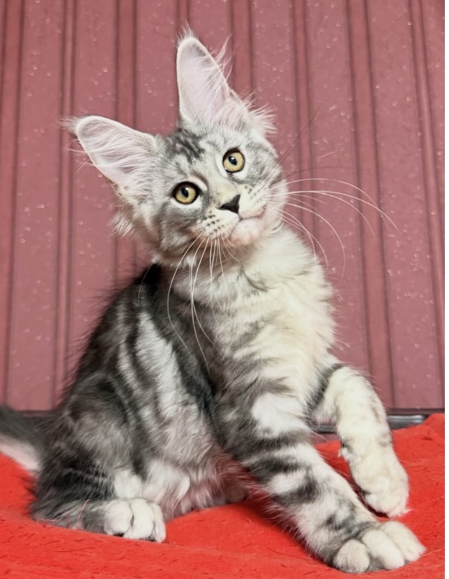 Meet Tina – Beautiful Gentle Giant Maine Coon