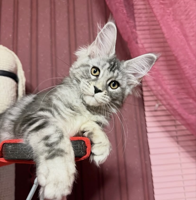 Meet Tina – Beautiful Gentle Giant Maine Coon