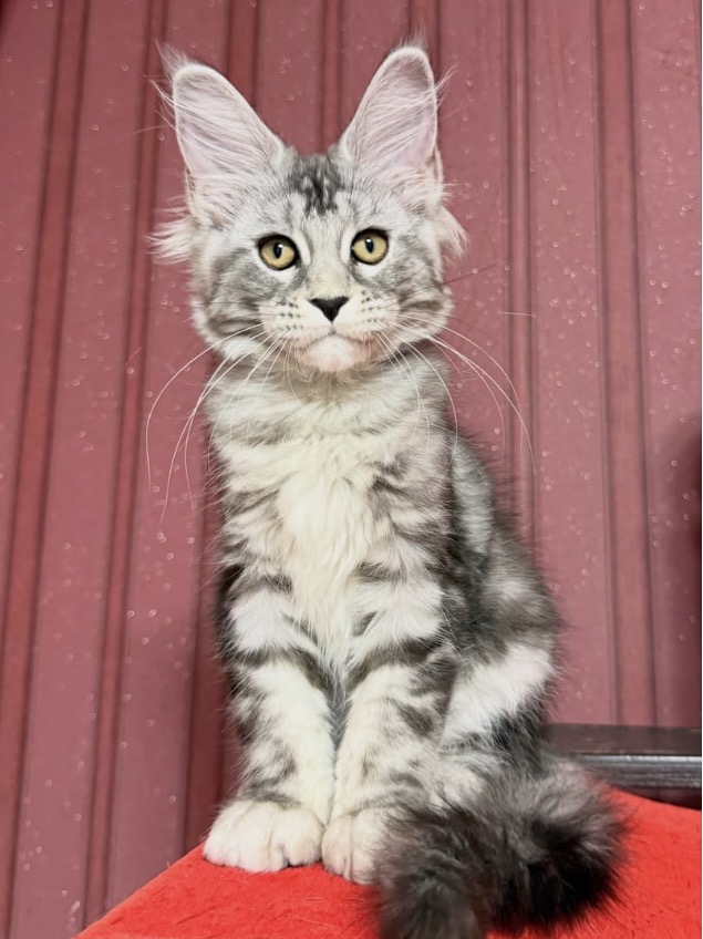 Meet Tina – Beautiful Gentle Giant Maine Coon