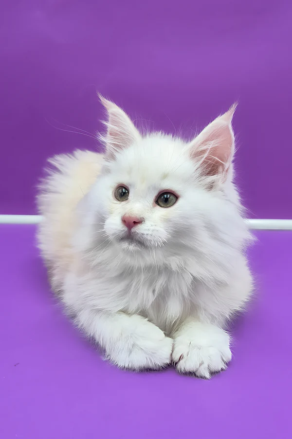 Hi, I'm Penelope