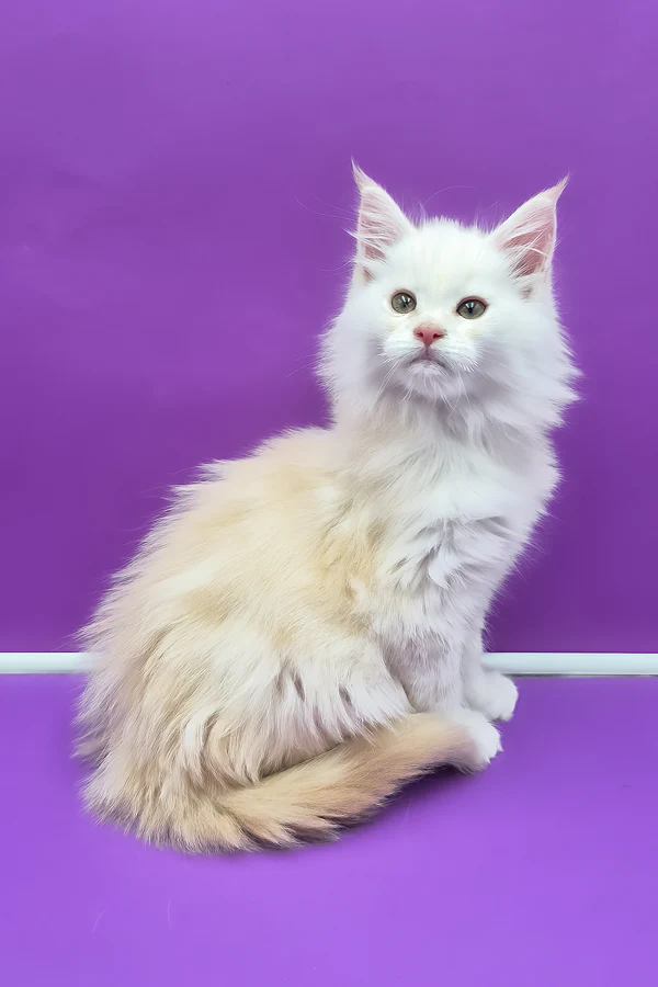 Hi, I'm Penelope
