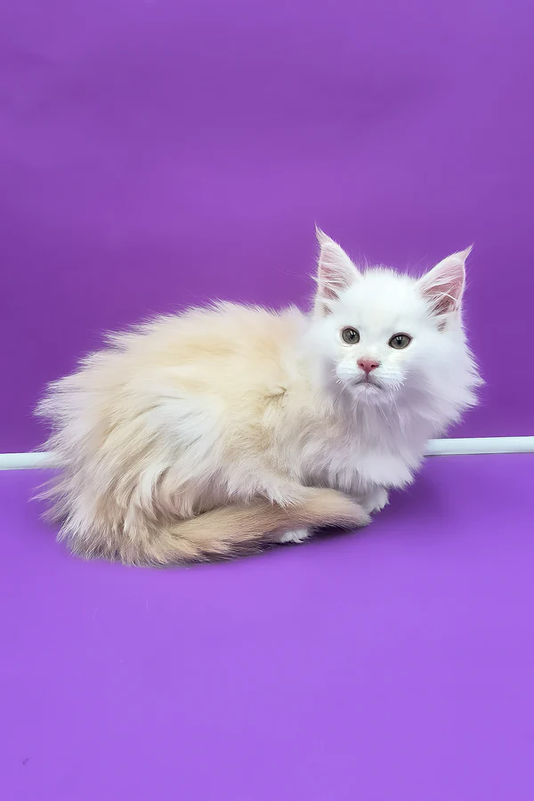 Hi, I'm Penelope