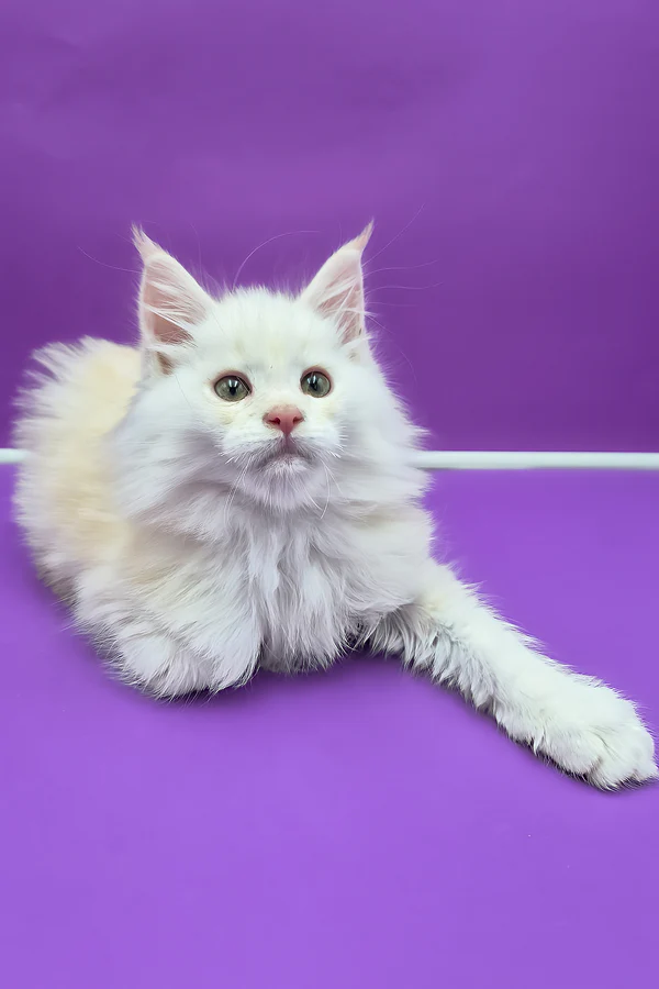 Hi, I'm Penelope