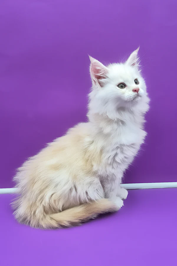 Hi, I'm Penelope