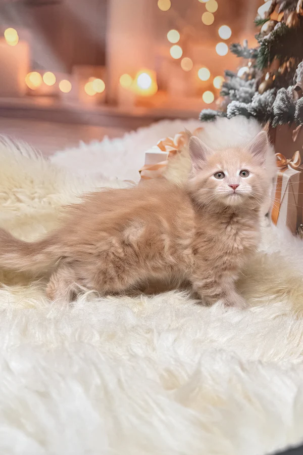 Meet kivi