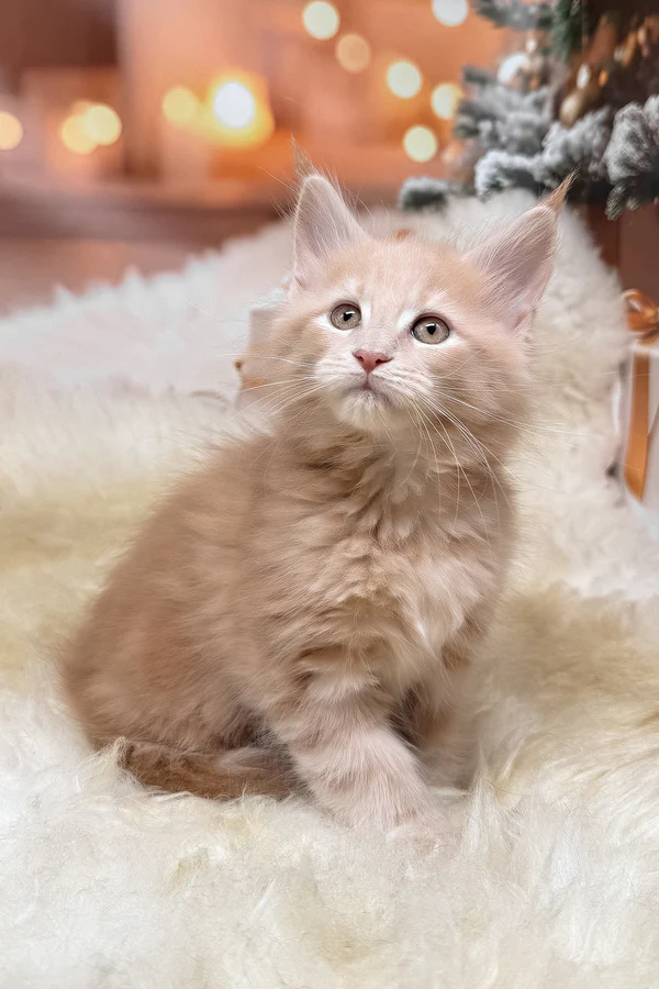 Meet kivi