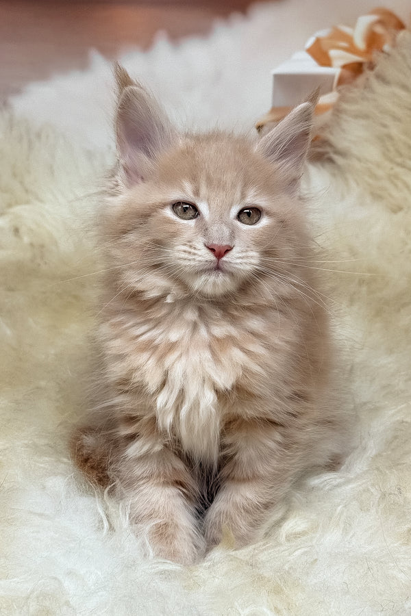 Meet kivi