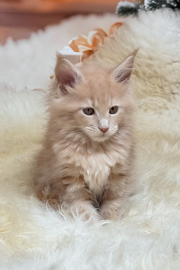Meet kivi