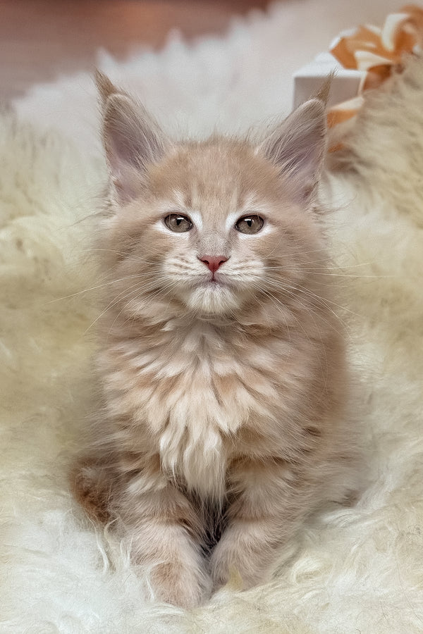 Meet kivi