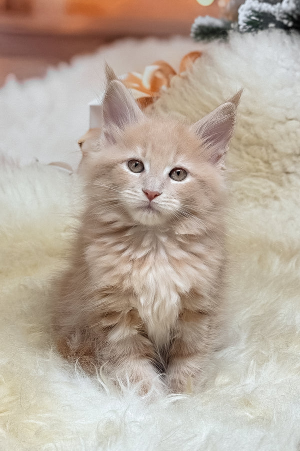 Meet kivi